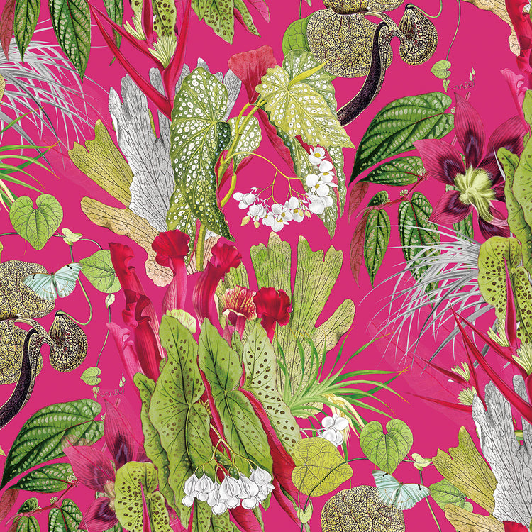 Tasmania Cerise